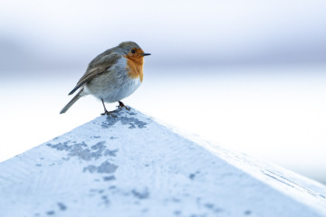 Best foot forward for 2023: a thread for walkers