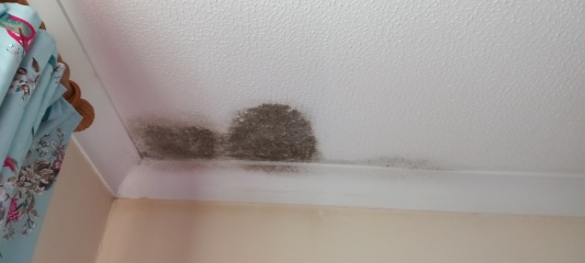 Mould on ceiling. Looks like a leak