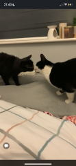 Hundreds of cats, thousands of cats, millions and billions and trillions of cats