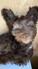 Puppy Survival Thread - as we approach Fireworks night for the first time…