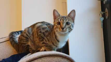 Can we have a cat photo thread ? I’m thinking of getting a cat 