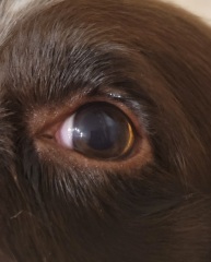 Can someone please tell me if this is normal (dogs eye)