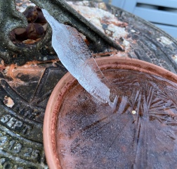 What has grown my mystery ice sculpture?