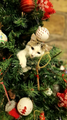 Couple of kitten questions