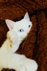 Can I lease just share this handsome boy? (Pure white with one green eye one blue!)