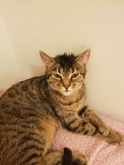 Can we have a cat photo thread ? I’m thinking of getting a cat 