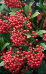 Skimmia Japonica 