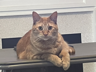 Can we have a cat photo thread ? I’m thinking of getting a cat 