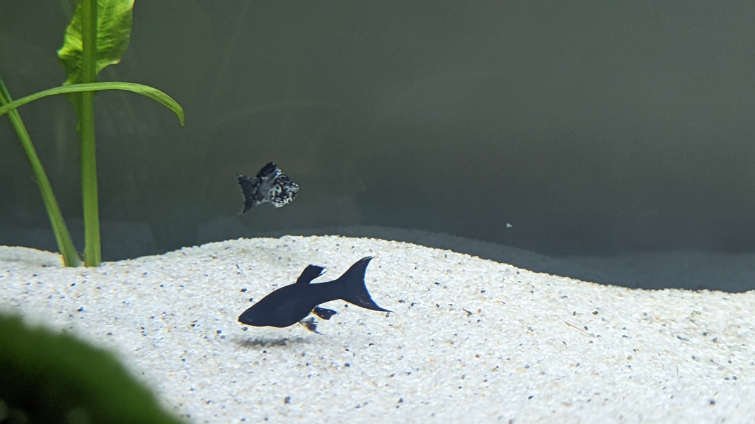 Fish people - is my Molly pregnant? 