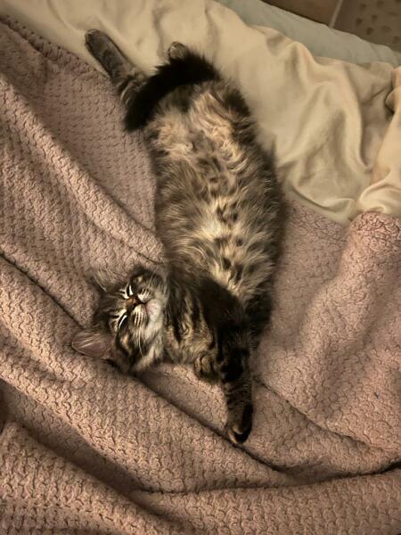 Please help - kitten won't stop chasing the dogs