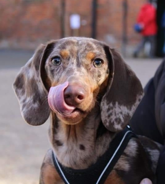 Puppy Survival Thread - as we approach Fireworks night for the first time…