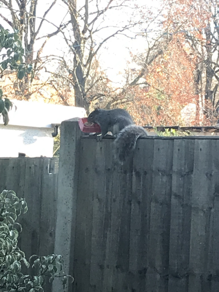 What's got into my roof? Help!