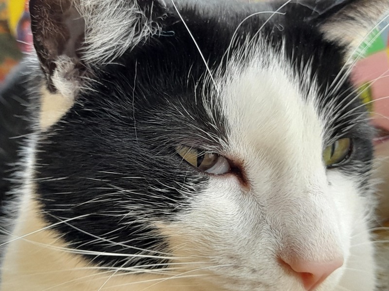 Third eyelid showing 