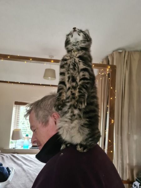Please help - kitten won't stop chasing the dogs
