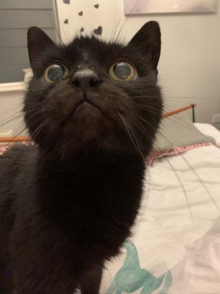 Cat just asked ‘What else?’ re food