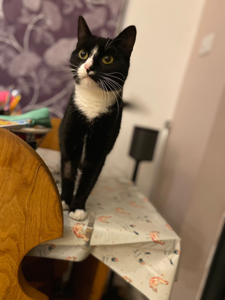 Can we have a cat photo thread ? I’m thinking of getting a cat 