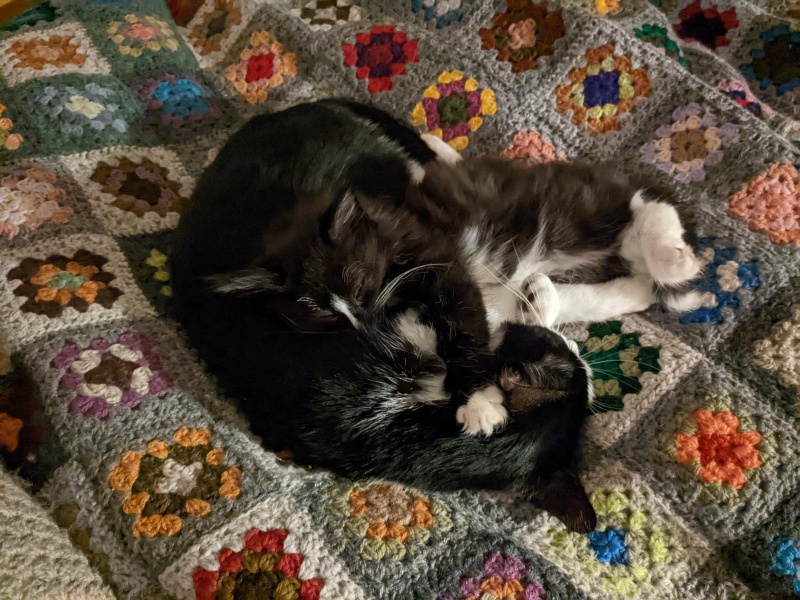 Wonderful foster cat experience