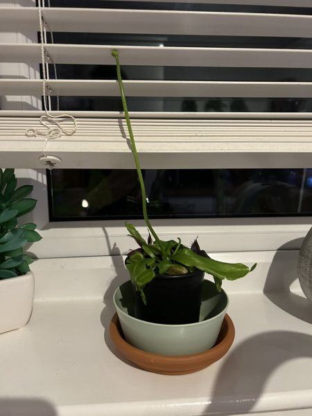 What's going on with my Venus?