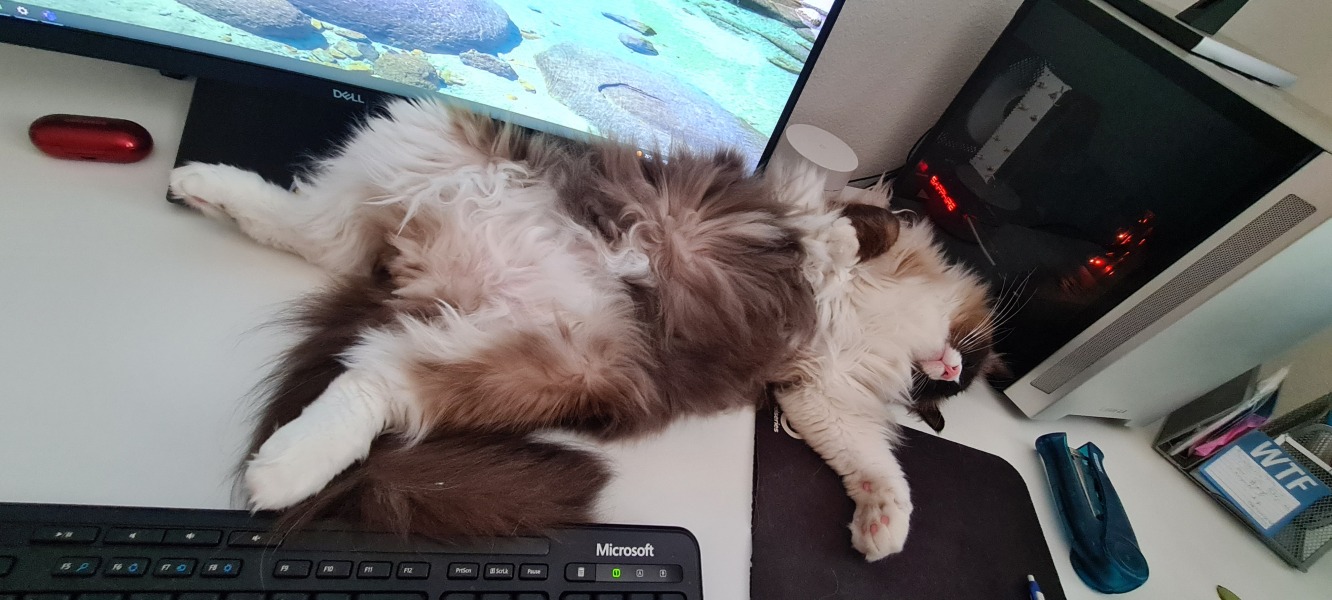 Ragdoll  rescue cat - what do I need?