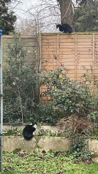 Hundreds of cats, thousands of cats, millions and billions and trillions of cats