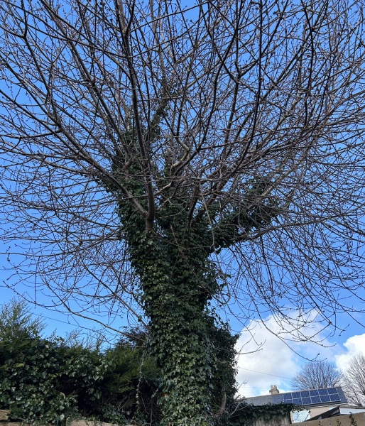 Is there any way to get rid of ivy?