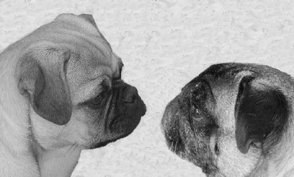 Moonpig Ban Flat-Faced Dog Cards