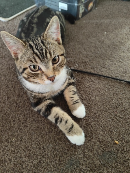 Kitten being a bully!