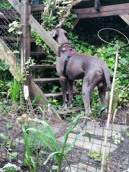 DH gave the dog marmite