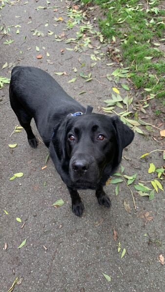 Insurance for labrador