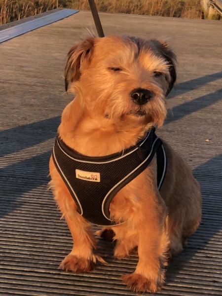 I don’t think I will ever get over losing my beloved little dog.