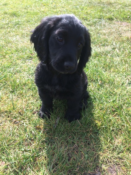 Are show cocker spaniels nice natured?