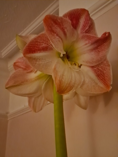 Who'd like an Amaryllis (Hippeastrum) thread?