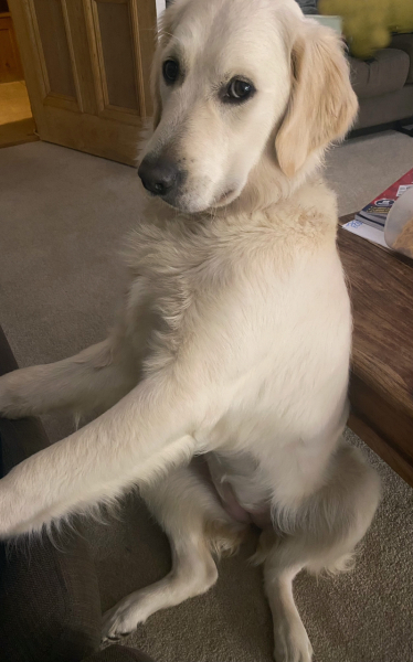 Puppy Survival Thread - as we approach Fireworks night for the first time…