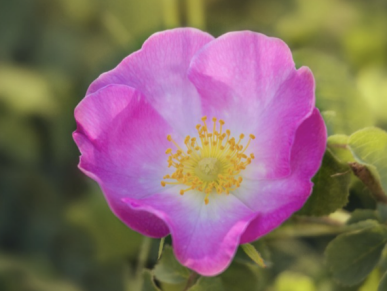What do you think of Briar for a girl?