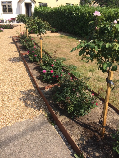 Which is your best performing rose?
