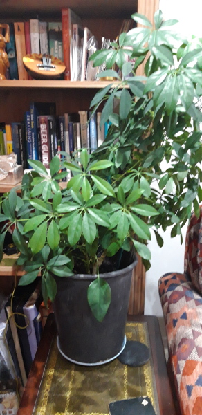 What is this plant?