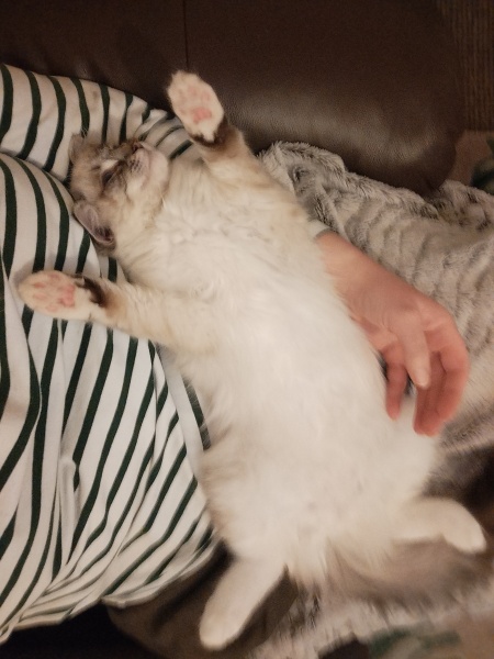 Does anyone have a ragdoll?