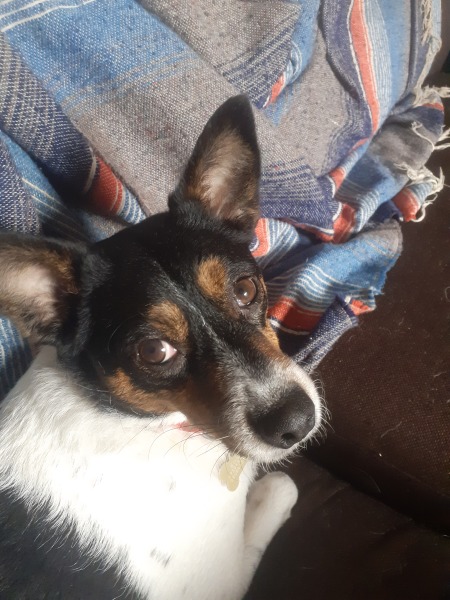 Brexit mega thread part 10 : what's the (s)tory? Incompetence, tax evasion, dodgy loans and economic free fall...nothing to see here...check out those sunlit uploands!