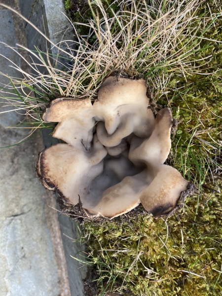 Identify this fungus
