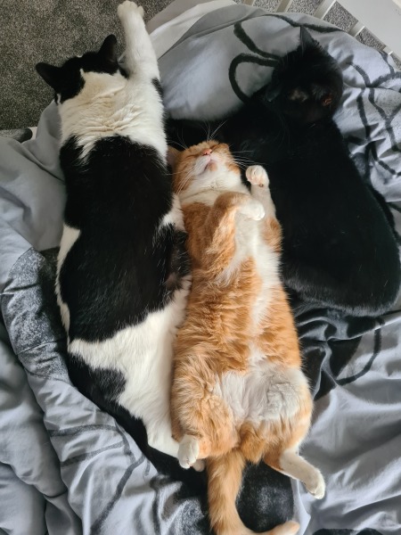 Cat Appreciation Post