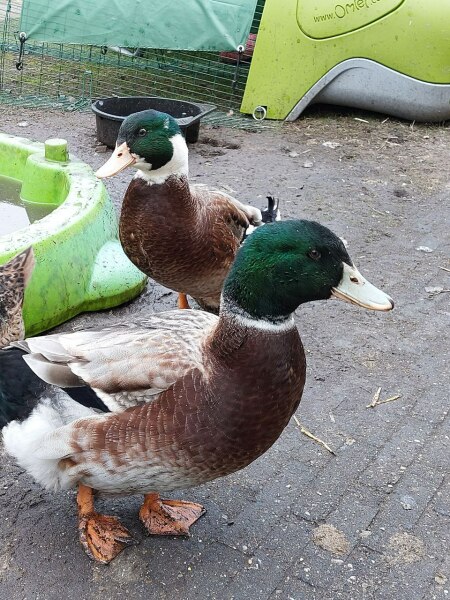 Ukraine Invasion: Part 37