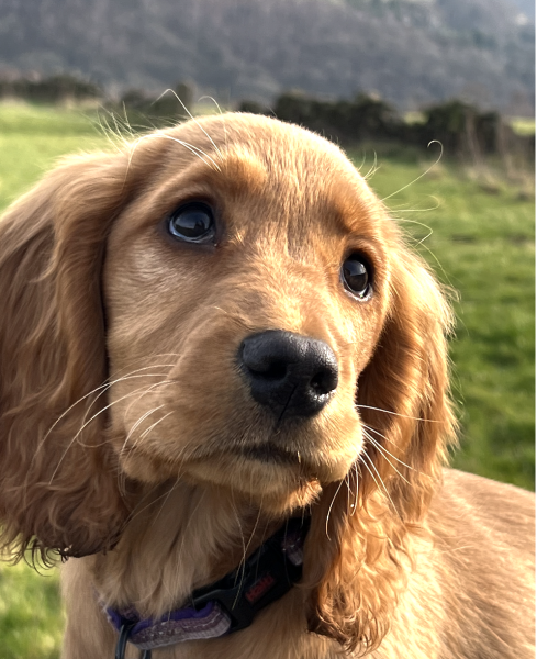 Puppy Survival Thread - as we approach Fireworks night for the first time…