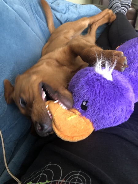 Best age for children when getting a puppy