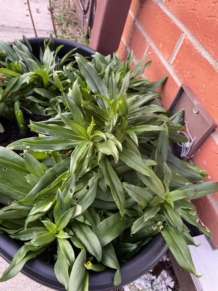 Plant ID please