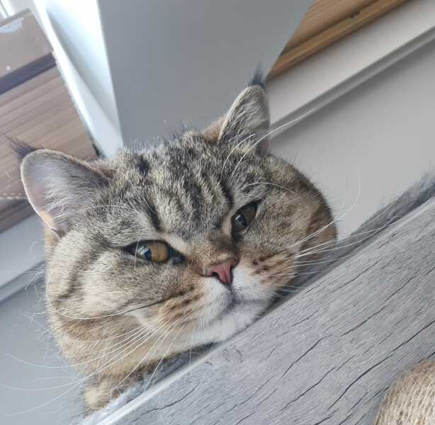 Hundreds of cats, thousands of cats, millions and billions and trillions of cats