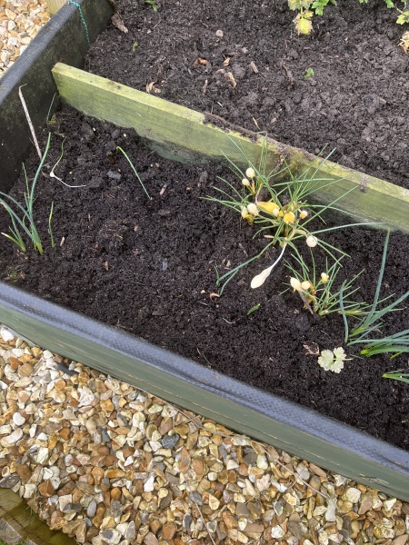 Excited by the buds appearing in my garden… any ideas?
