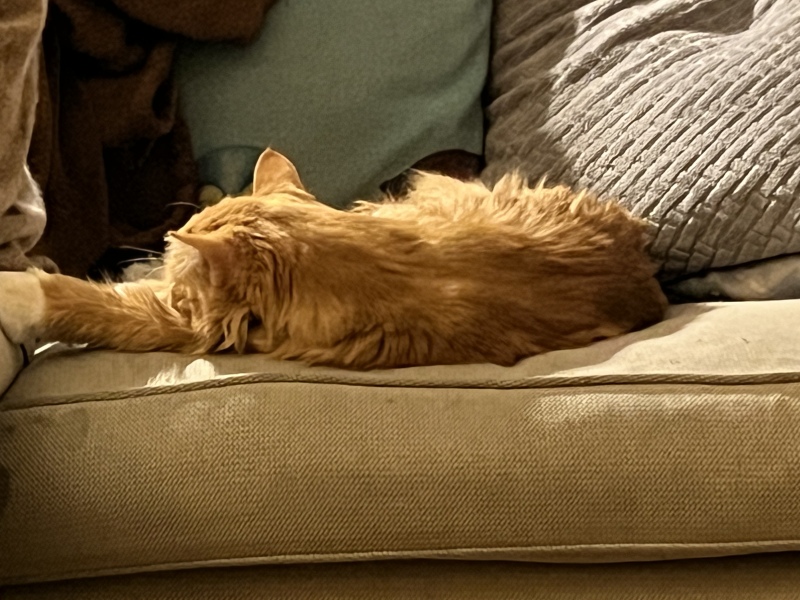 Hundreds of cats, thousands of cats, millions and billions and trillions of cats