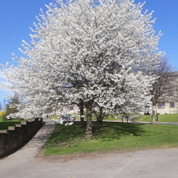Do your trees and bushes have any buds or leaves yet ?