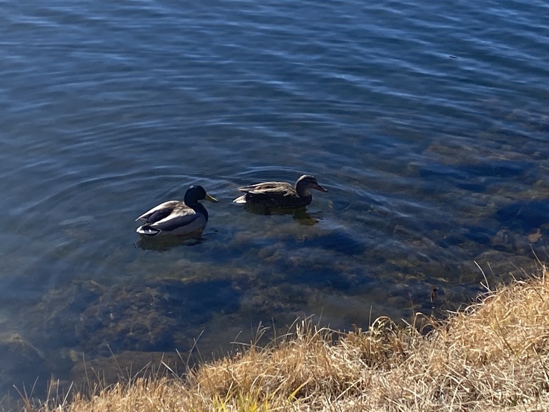 Come and tell me your dull and unexciting news 24: Calmly through the day 