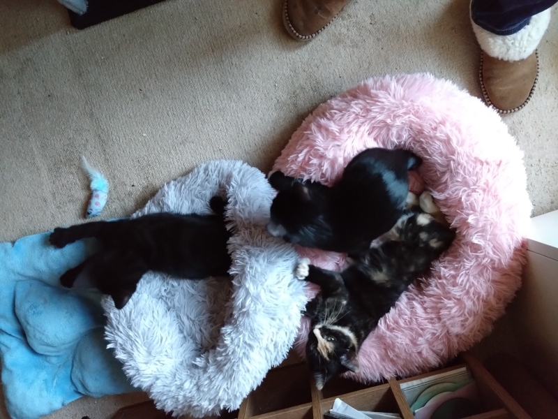 Wonderful foster cat experience
